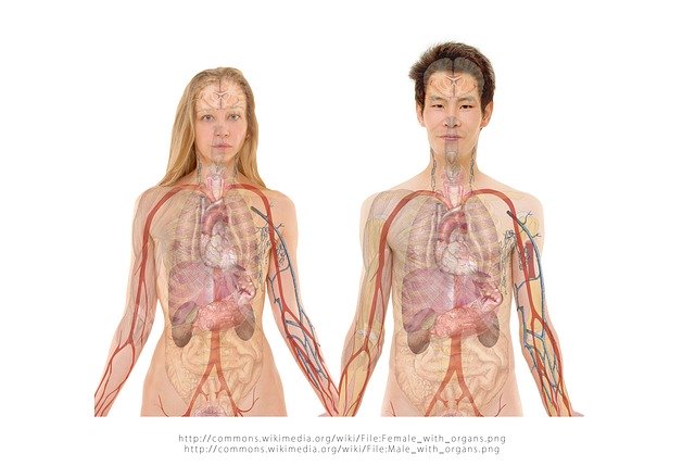 Menselijke anatomie  midden onder