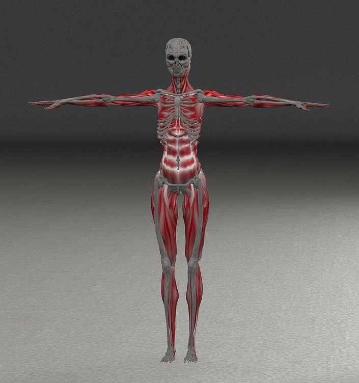 Belang van gezonde spieren en botten